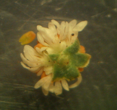 Sesamoides suffruticosa