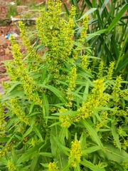 Rumex trisetifer