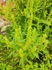 Rumex trisetifer