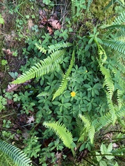 Euphorbia angulata