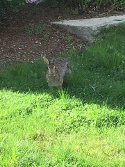 Sylvilagus floridanus