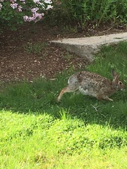 Sylvilagus floridanus