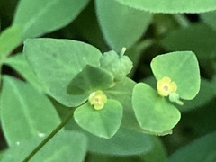 Euphorbia angulata