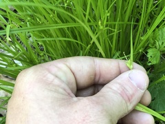 Carex jamesii