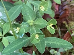 Euphorbia angulata