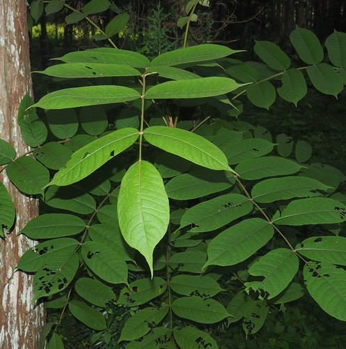 Polyscias fulva