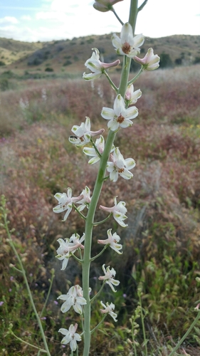 Image of Delphinium gypsophilum by (c) Casey H. Richart, some rights reserved (CC BY)