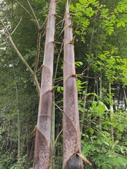 Phyllostachys edulis