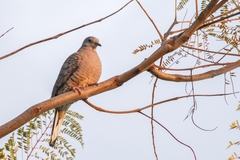 Columbina inca
