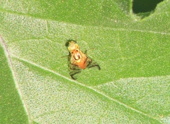 Zonosemata vittigera