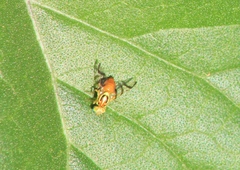 Zonosemata vittigera