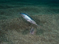 Macroramphosus gracilis