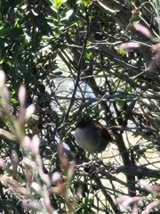 Cistothorus palustris