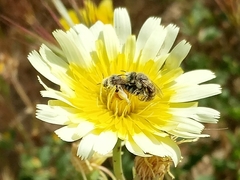 Calliopsis puellae