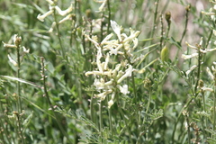 Astragalus eremiticus