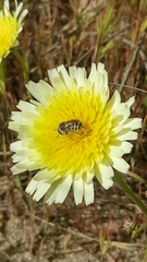 Calliopsis puellae