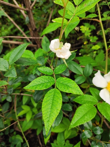 Rosa laevigata