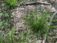 Carex oligocarpa