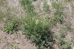 Astragalus eremiticus
