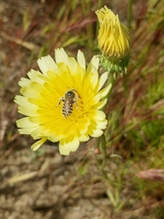 Calliopsis puellae