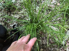 Carex oligocarpa