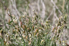 Astragalus eremiticus