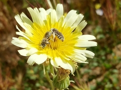 Calliopsis puellae