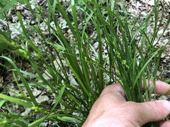 Carex oligocarpa