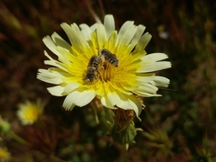Calliopsis puellae