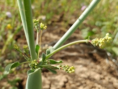 Eriogonum clavatum
