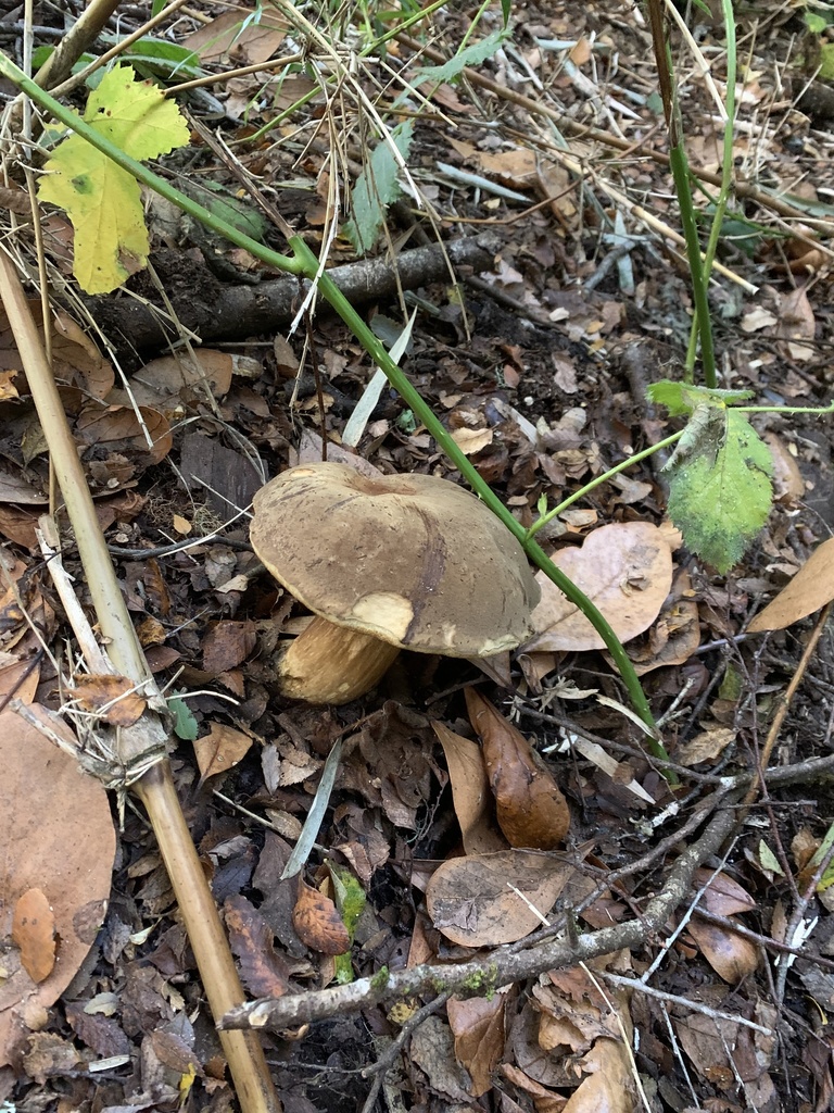 Boletus putidus · May 2021 · photo: © nitsuga74 (iNaturalist, cc-by)