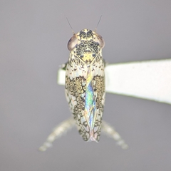 Lycioides condalianus