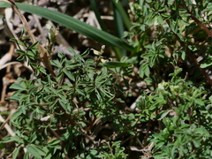 Ceratocapnos claviculata