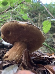 Boletus putidus