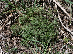 Ceratocapnos claviculata