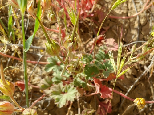 Image of California macrophylla by (c) Casey H. Richart, some rights reserved (CC BY)