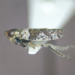 Lycioides condalianus