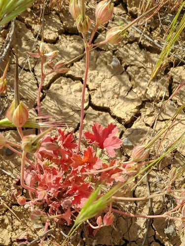 Image of California macrophylla by (c) Casey H. Richart, some rights reserved (CC BY)
