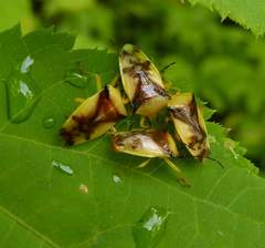 Elasmostethus atricornis