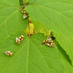 Elasmostethus atricornis