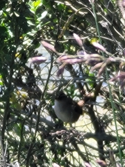 Cistothorus palustris