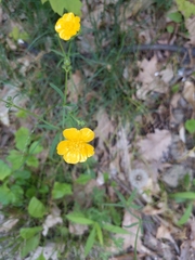 Ranunculus acris acris