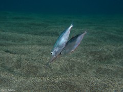Macroramphosus gracilis