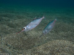 Macroramphosus gracilis