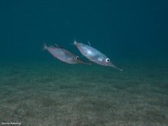 Macroramphosus gracilis