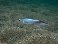 Macroramphosus gracilis