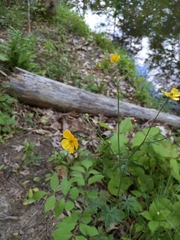 Ranunculus acris acris