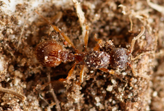 Myrmica sabuleti