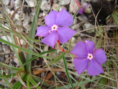 Mandevilla tenuifolia