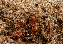 Myrmica sabuleti